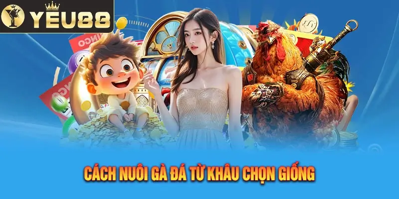 Cách nuôi gà đá khỏe mạnh, săn chắc từ chọn giống tốt